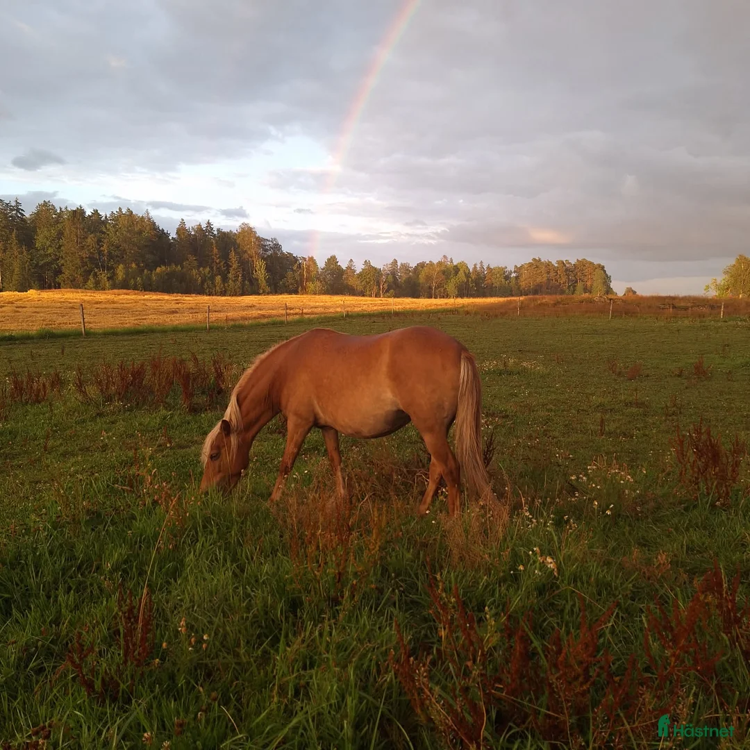 Allround hästar till salu: Supersnällt diplomsto i Frändefors - Annons 6