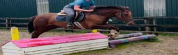Allround hästar till salu: Lovely allrounder type 160cm - Annons 6