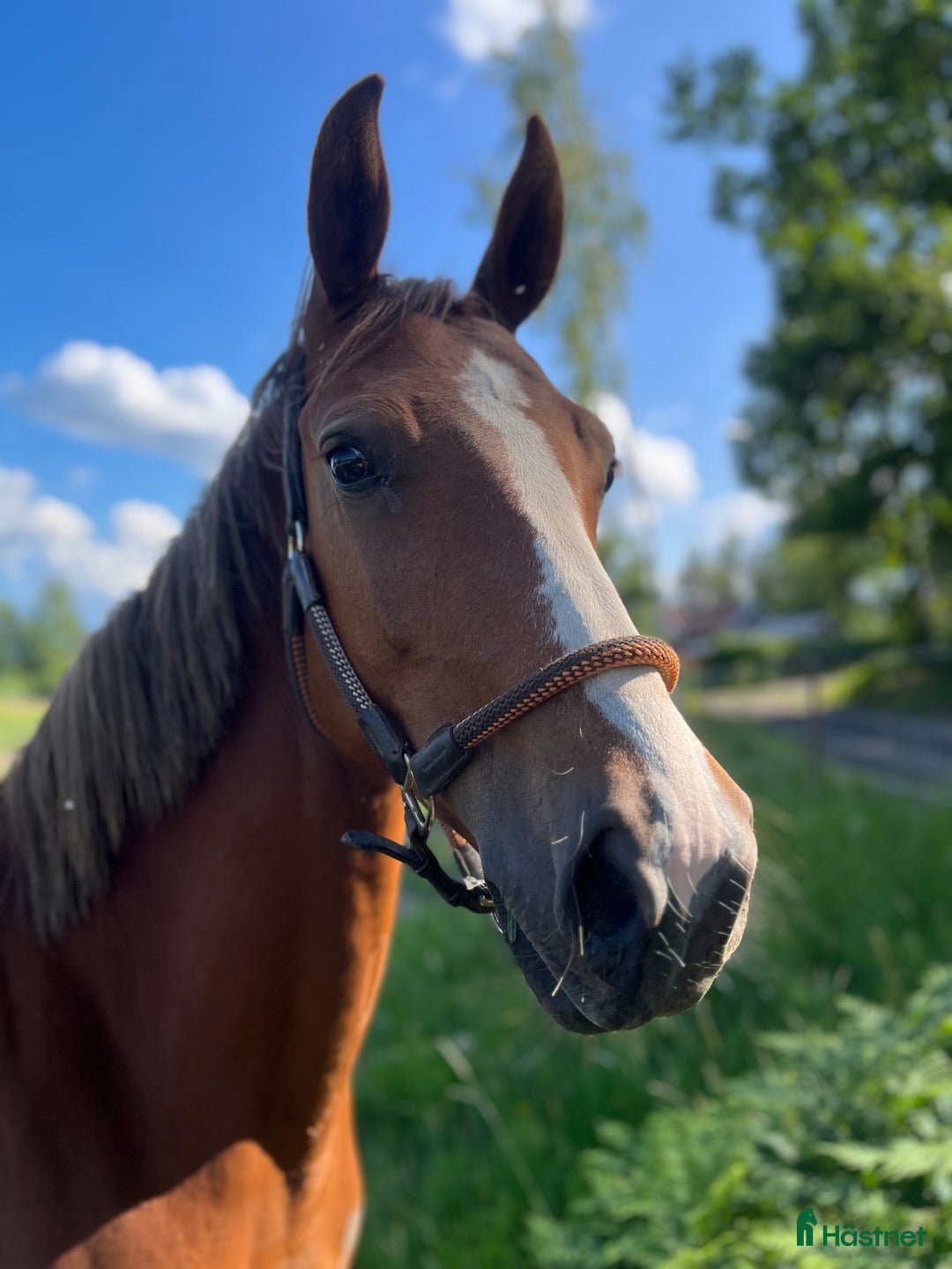 Hoppning hästar till salu: Lovande hoppstamad 4-åring  i Norrköping - Annons 1