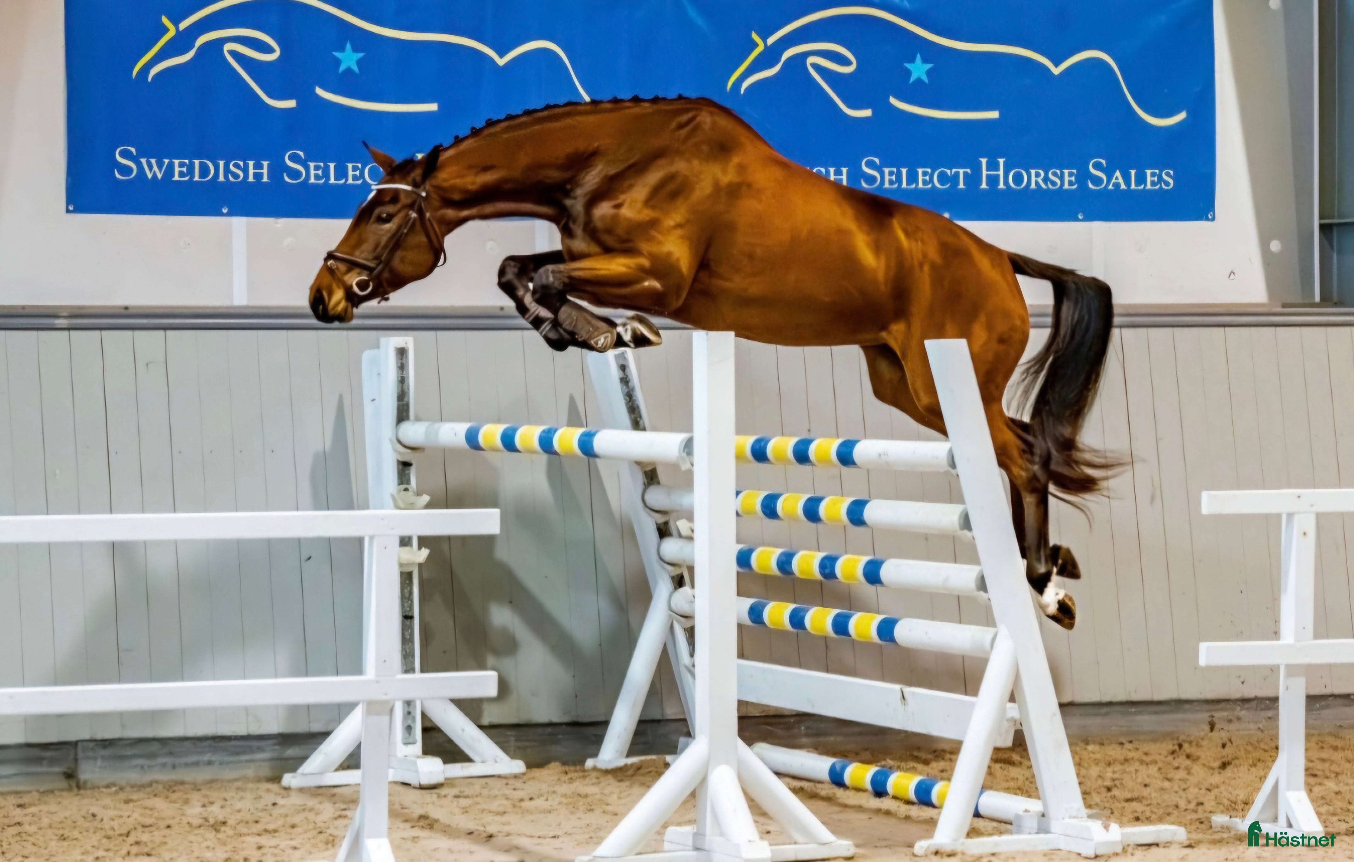  hästar Vinnaren av rikssto 2025, e Emerald - Annons 9