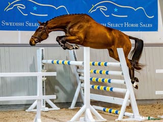 hästar Vinnaren av rikssto 2025, e Emerald - Annons 18