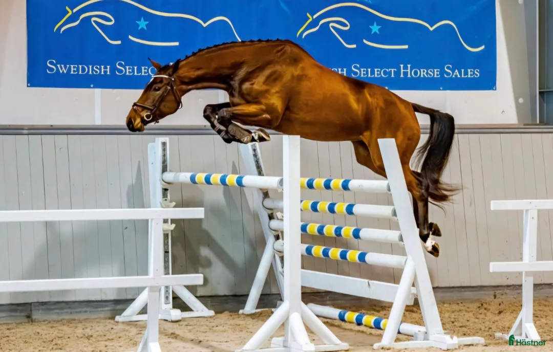 Hoppning hästar till salu: Vinnaren av rikssto 2025, e Emerald - Annons 1