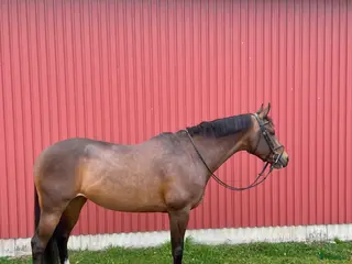 hästar Fin hobbyhäst/välstammat avelssto i Kvidinge - Annons 18