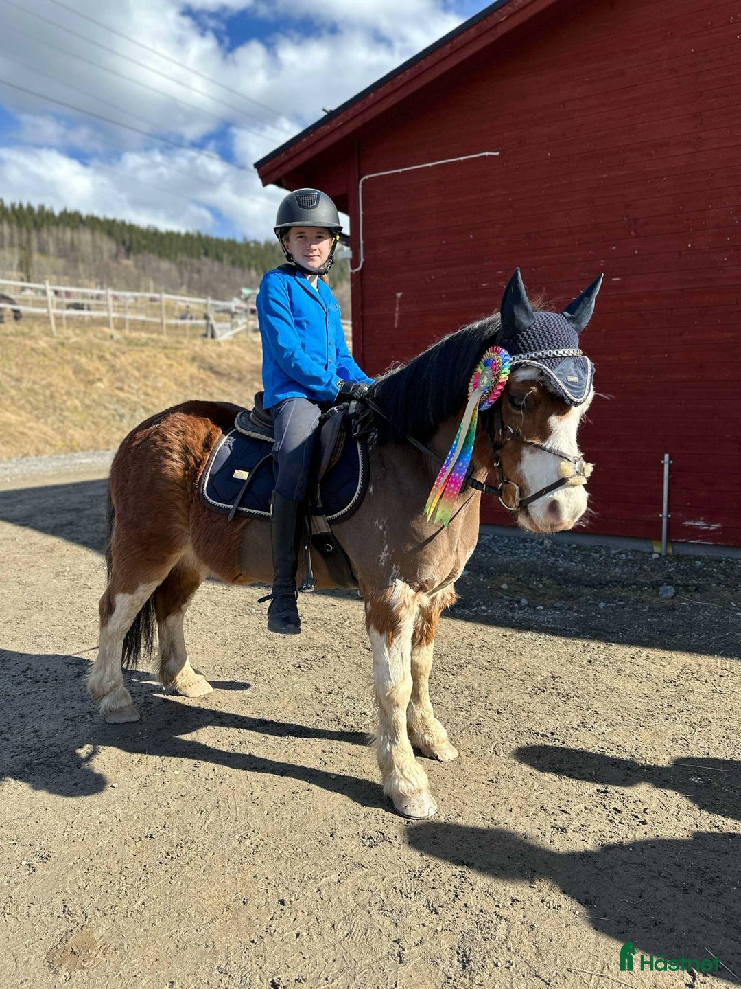 Allround hästar till salu: Liten stjärna som fångar blickar till hoppning! i Åre - Annons 4
