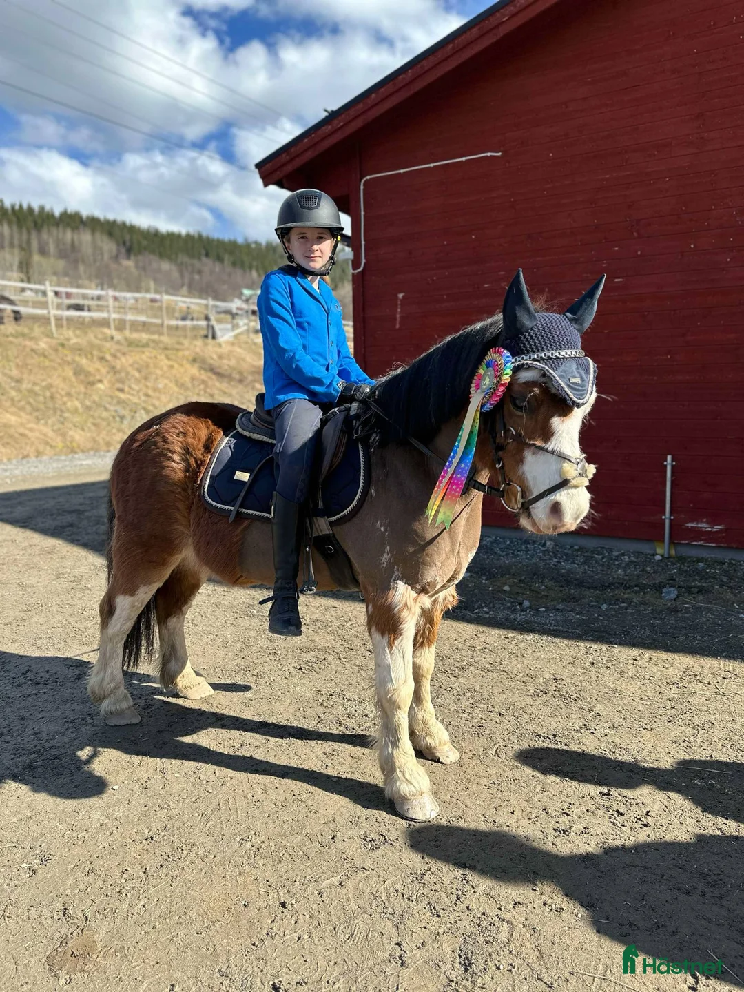 Allround hästar till salu: Liten stjärna som fångar blickar till hoppning! i Åre - Annons 4