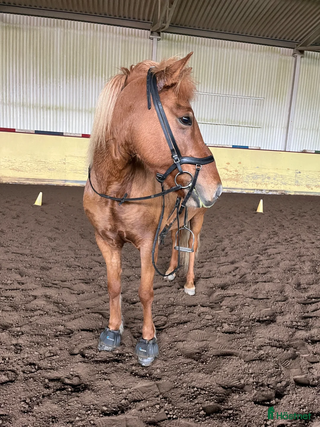 Island hästar till salu: Trevligt femgångssto - Annons 2