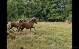 Island hästar till salu: 3 islandsston av hög kvalitet säljes pga flytt  i Fjärås - Annons 15