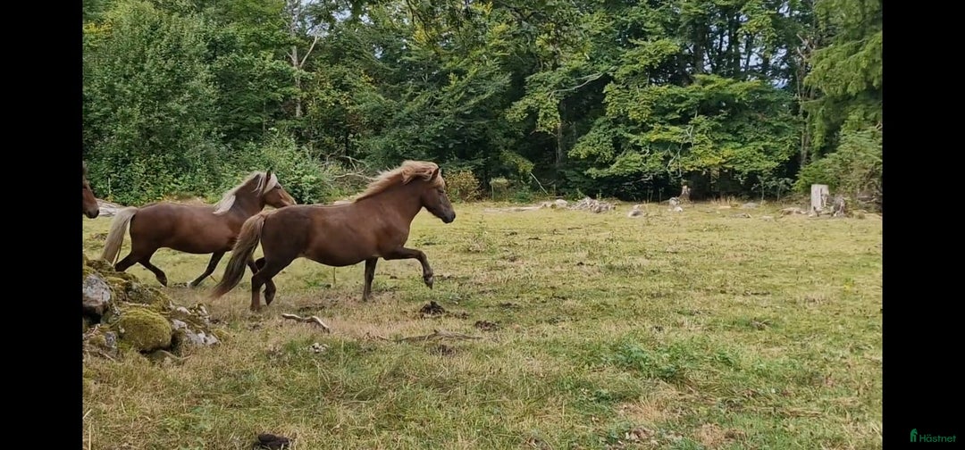 Island hästar till salu: 3 islandsston av hög kvalitet säljes pga flytt  i Fjärås - Annons 15