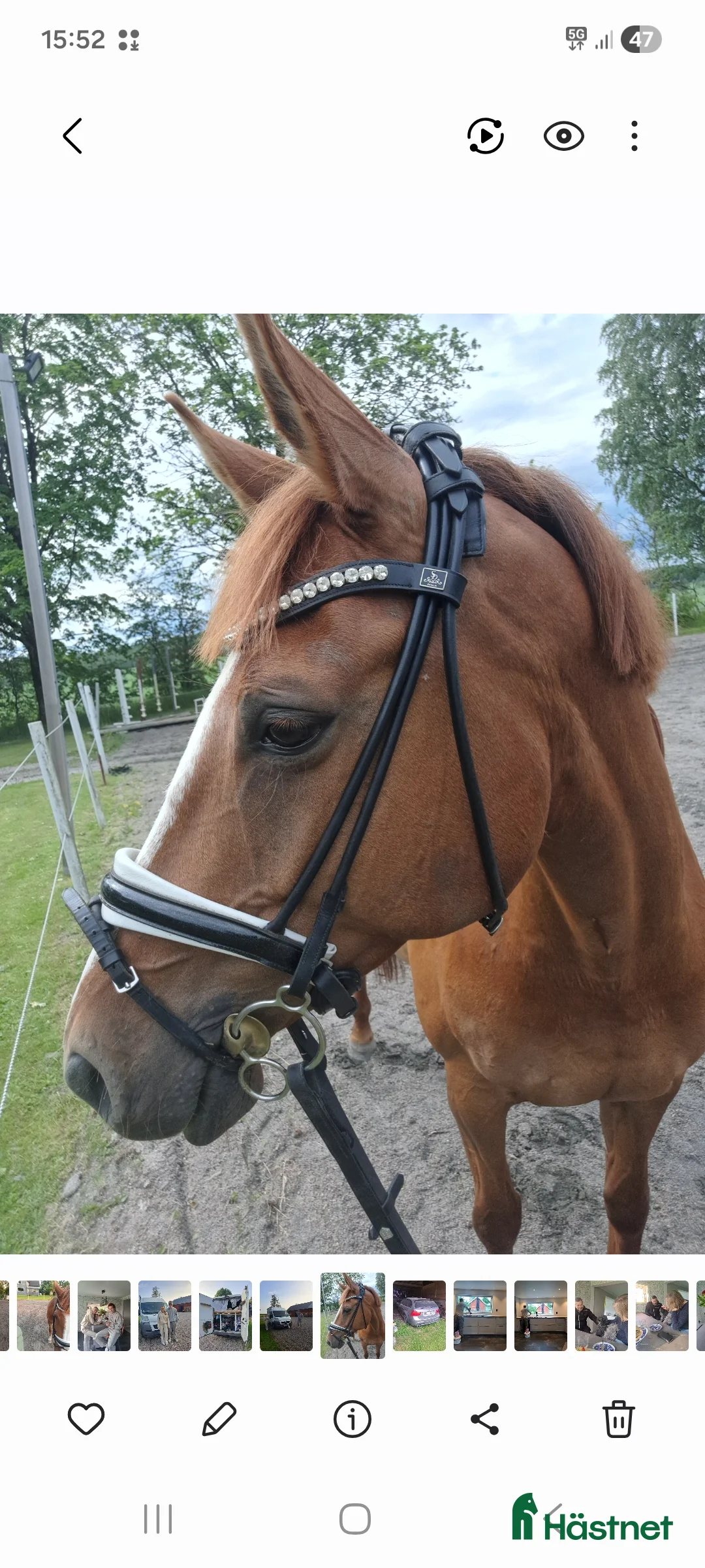 Allround hästar sökes: Medryttare i Nossebro - Annons 1