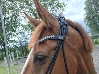 hästar Medryttare - Annons 20