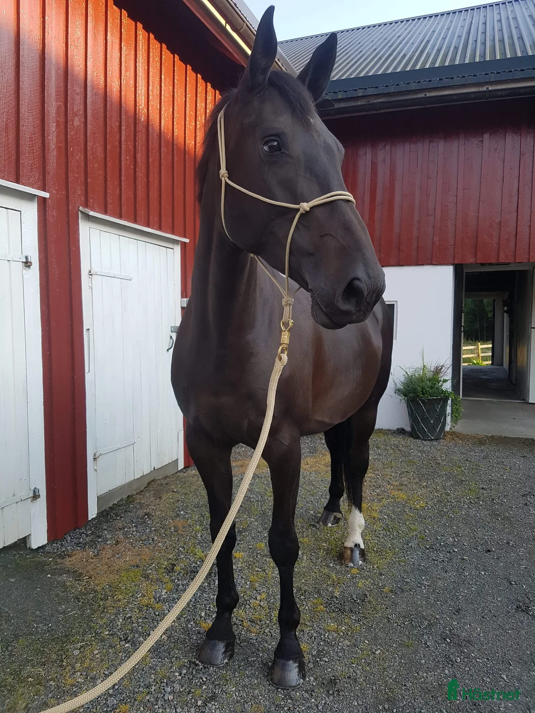 Allround hästar till salu: Fantastiskt sto med personlighet - Annons 1