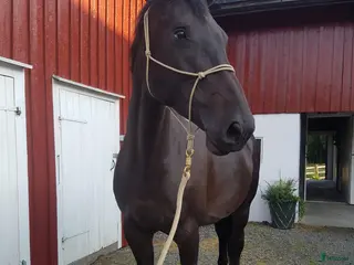 hästar Fantastiskt sto med personlighet - Annons 2