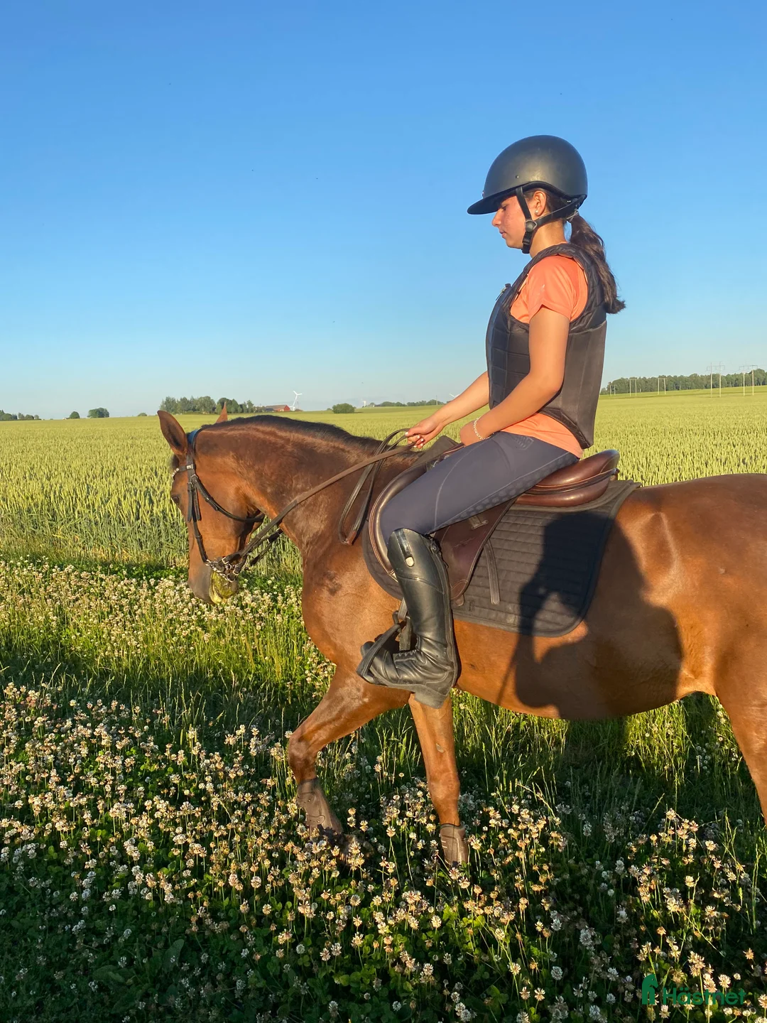 Hoppning hästar till salu: Hoppglad ponny i Vadstena - Annons 3