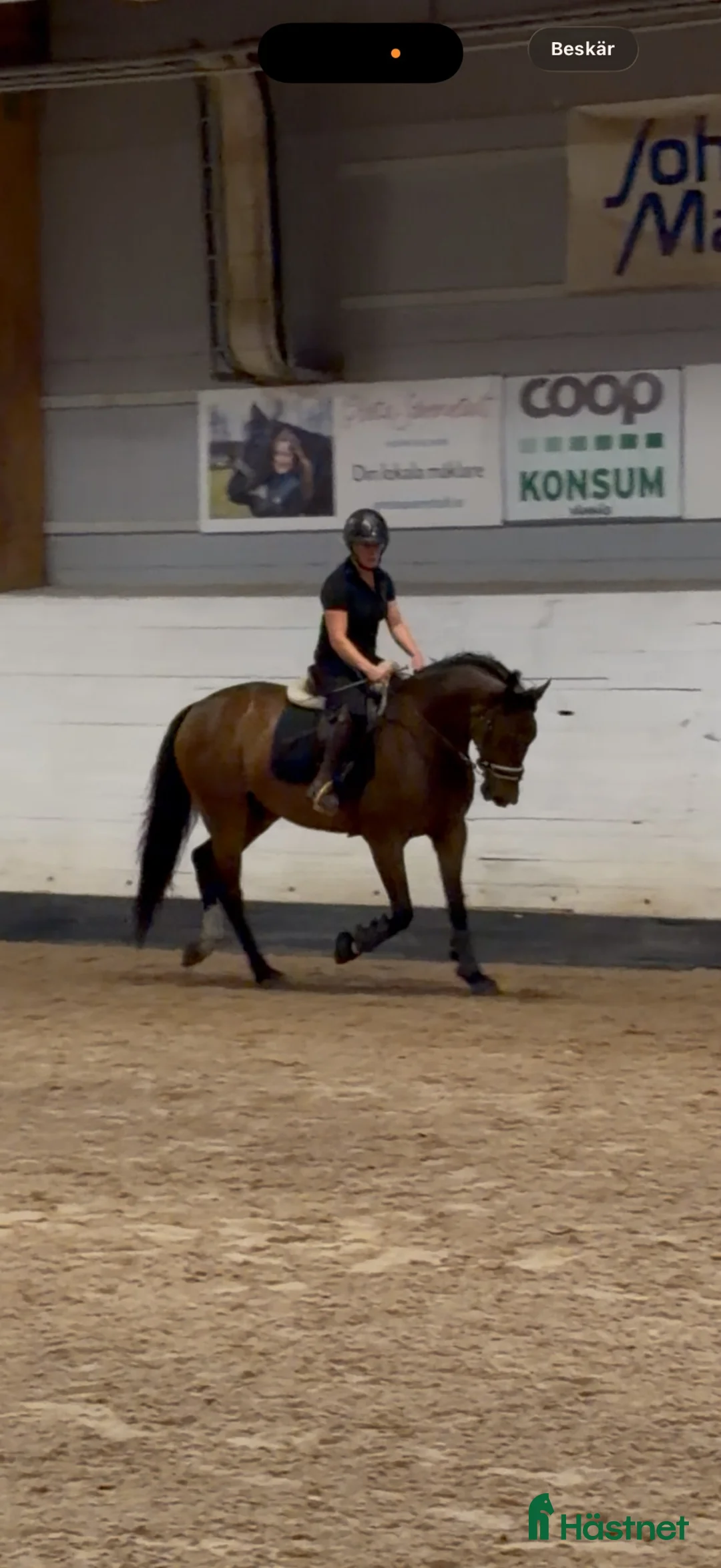 Dressyr hästar till salu: Härlig 6-åring med dressyrstam! - Annons 1