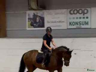 hästar Härlig 6-åring med potential! - Annons 4