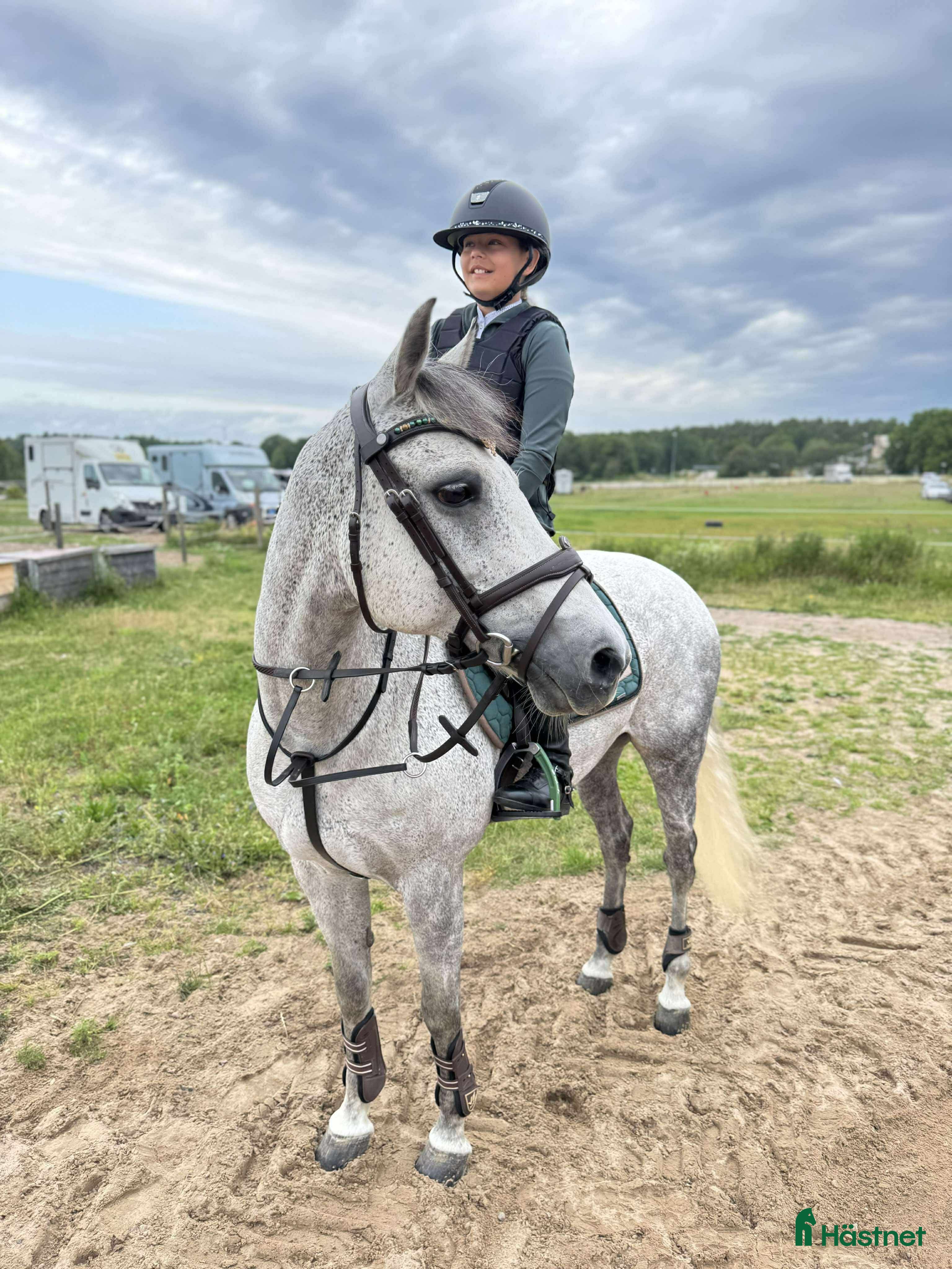  hästar Läromästare i sina bästa år - Annons 14