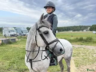 hästar Läromästare i sina bästa år - Annons 14