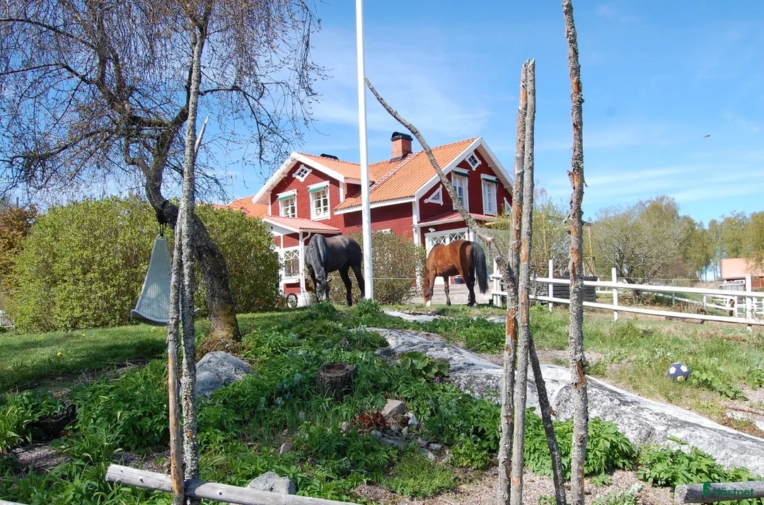  stallplats finnes: Lösdrift med tillgång till box - Annons 1