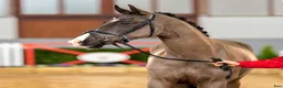 Allround hästar till salu: Dressyrvalack 2018 e. Le Vivaldi - Annons 1