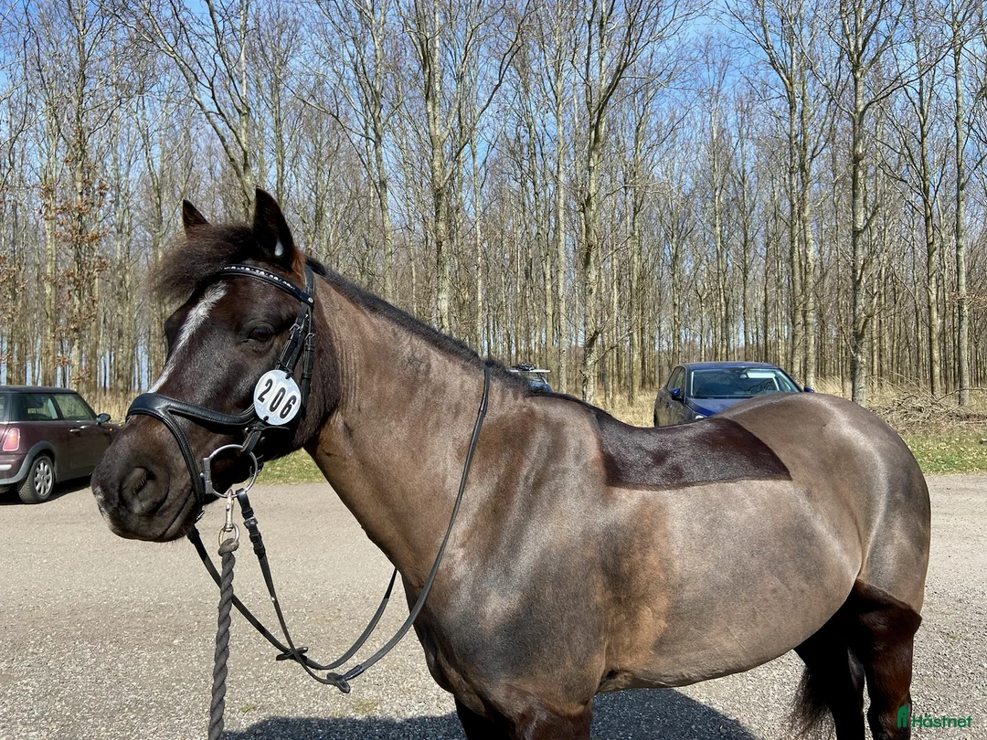 Hoppning hästar till salu: Ponny med härlig personlighet söker ny bästa vän i Malmö - Annons 24