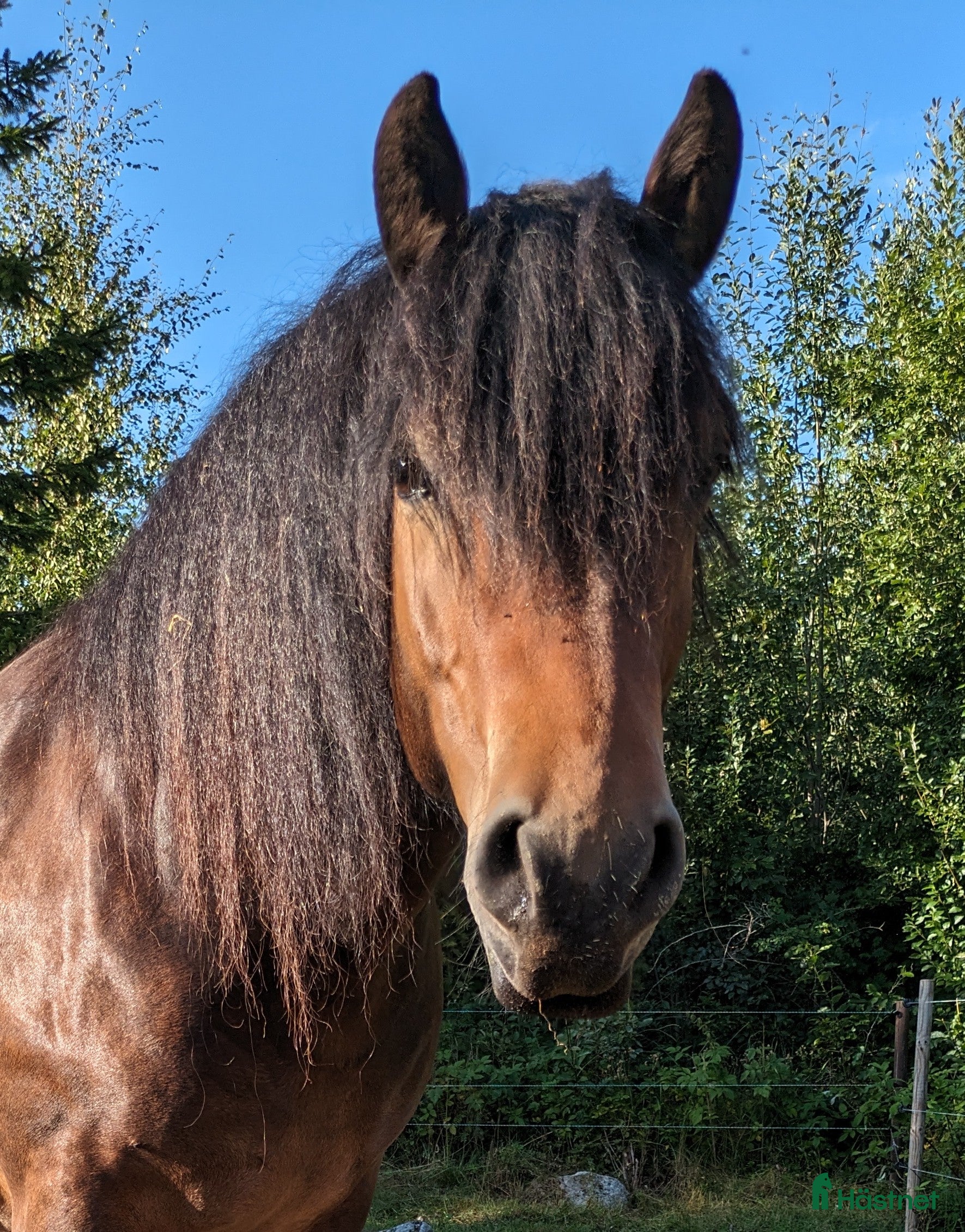 Allround hästar till salu: 8 årig valack i Bergsjö - Annons 1