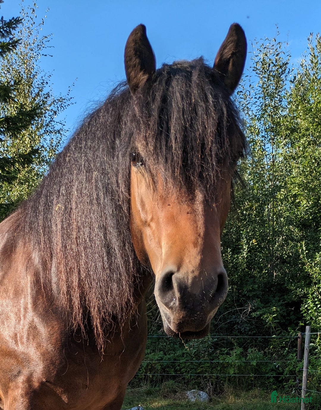 Allround hästar till salu: 8 årig valack i Bergsjö - Annons 1