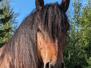 hästar 8 årig valack i Bergsjö - Annons 22