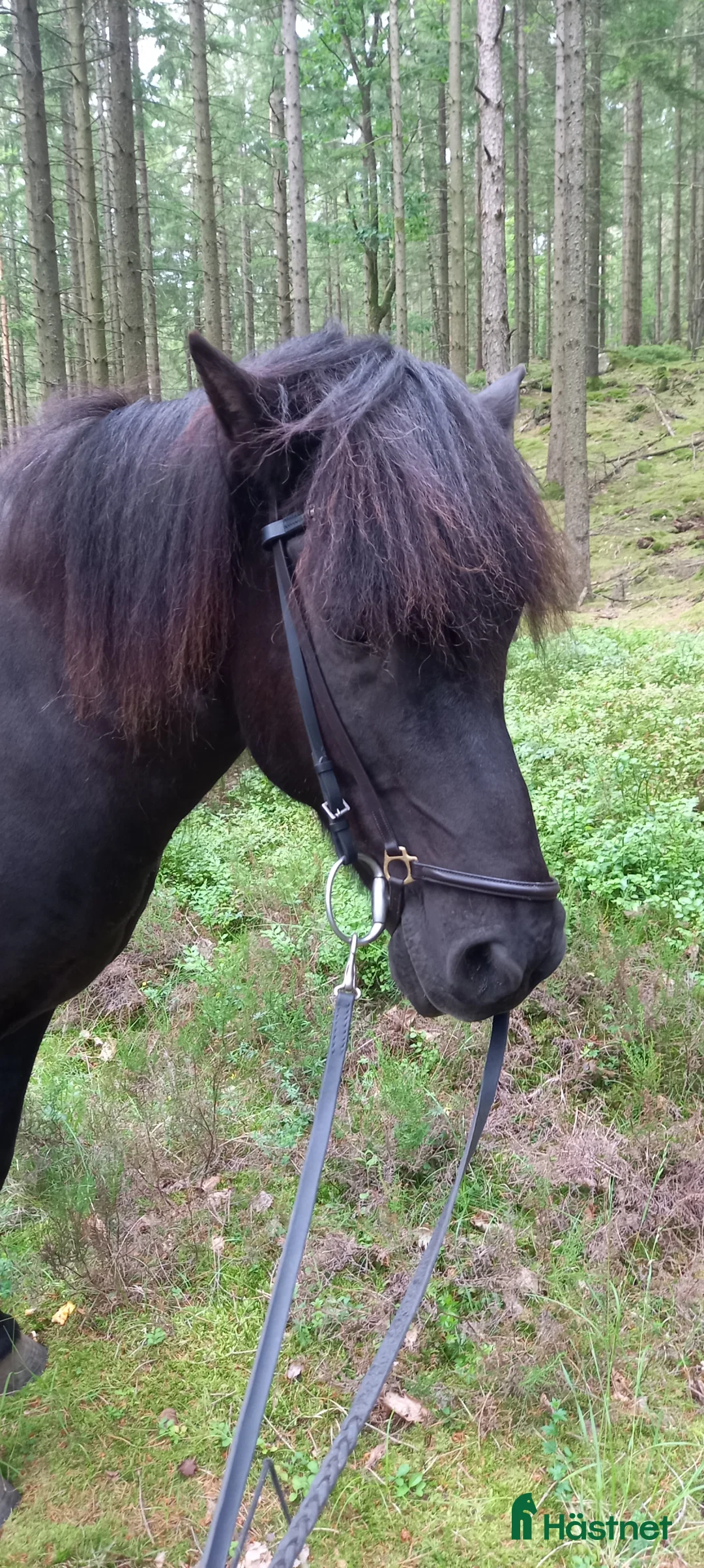 Island hästar till salu: Perfekt Islands valack Skogsmulle!  - Annons 4