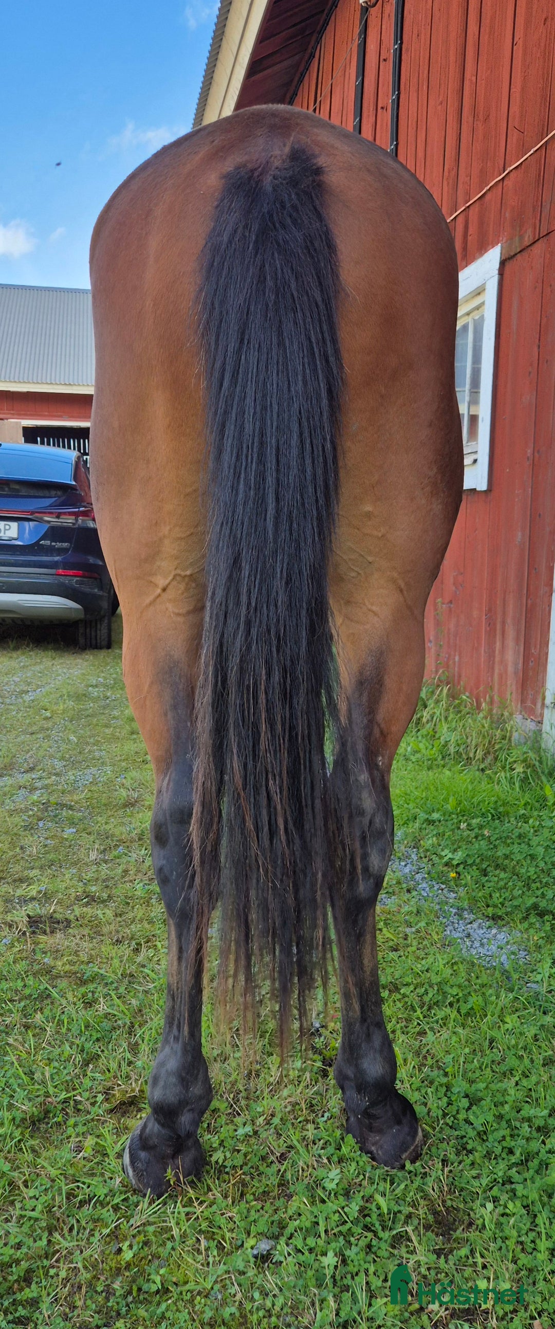 Trav hästar till salu: 2 åring  i Sala - Annons 2