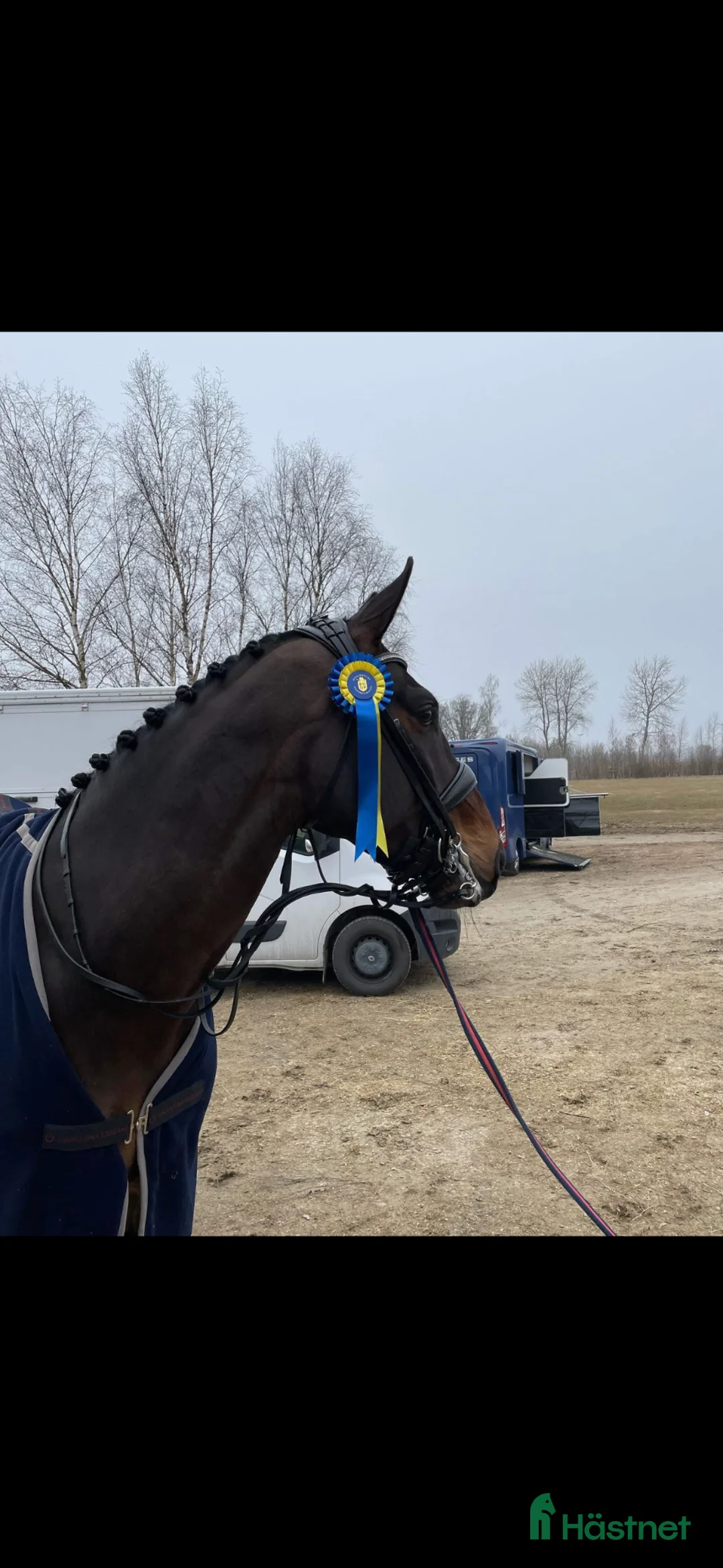Dressyr hästar till salu: Din nästa stjärna i Täby - Annons 2