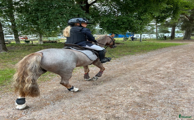  hästar i Uddevalla - Annons 1