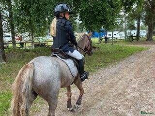 hästar ** B-PONNY LÄROMÄSTARE SÖKES ** i Uddevalla - Annons 10