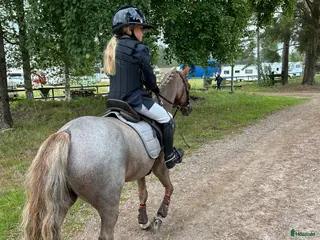 hästar ** B-PONNY LÄROMÄSTARE SÖKES ** - Annons 12