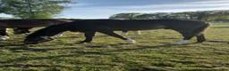 Hoppning hästar till salu: Rea vid köp innan bete - välstammad hopphäst - Annons 1