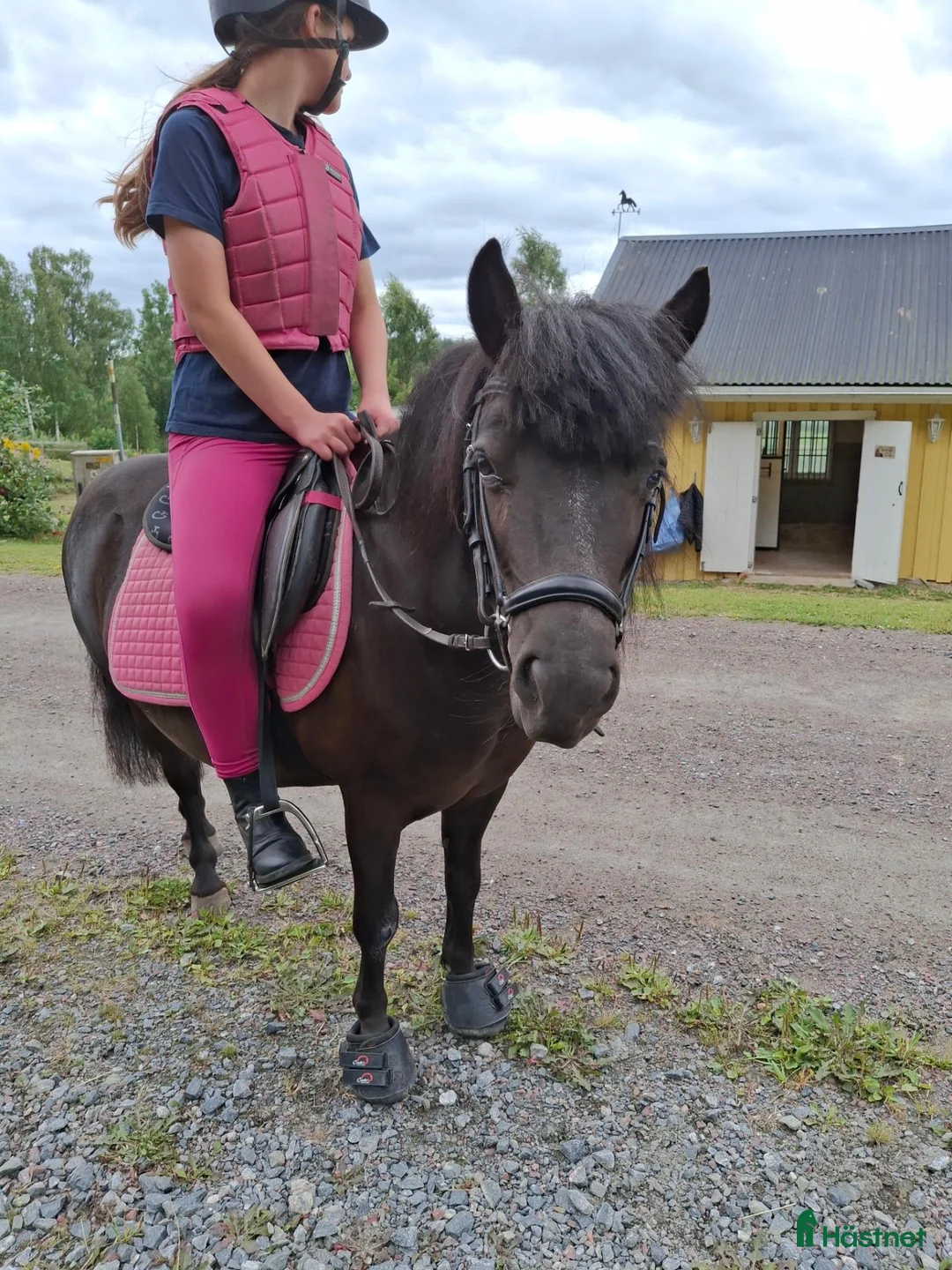 Allround hästar till salu: Barnponny - Annons 1