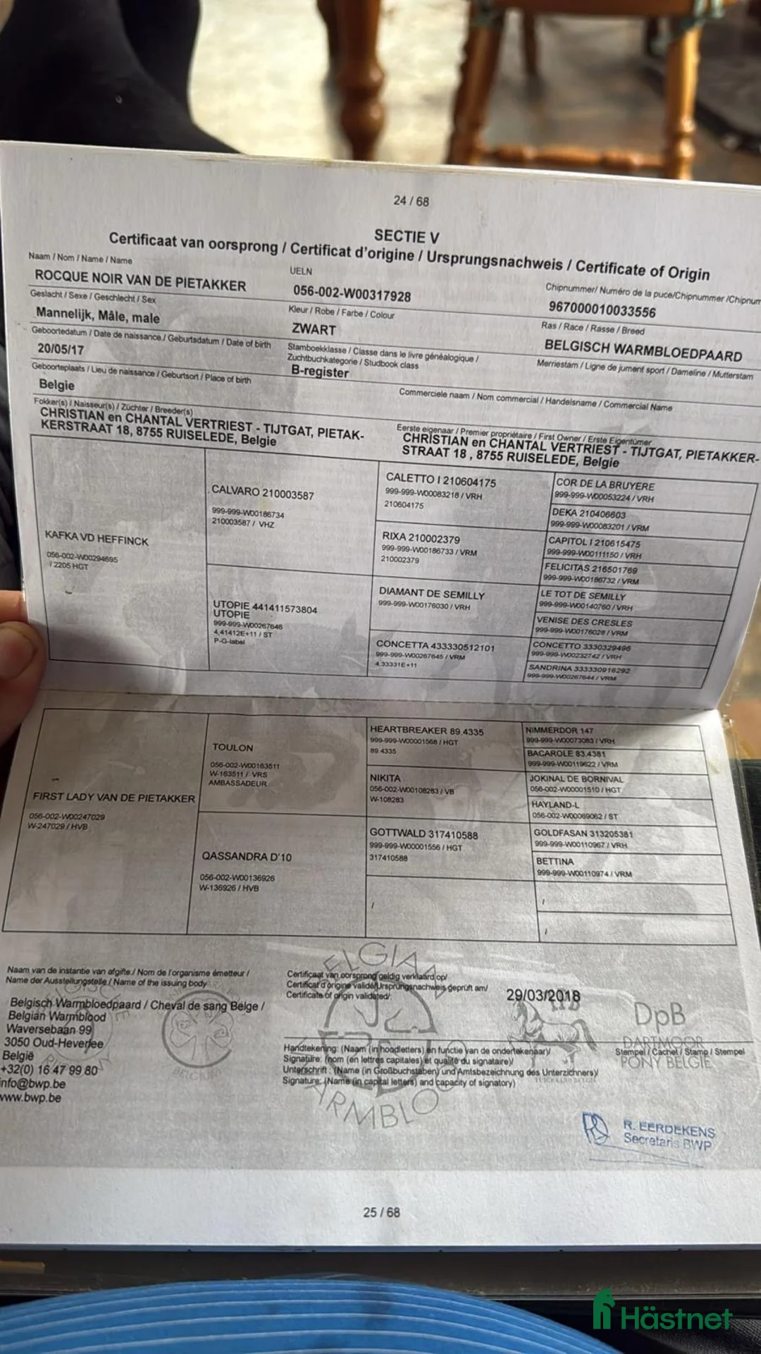 Hoppning hästar till salu: Valack 9 år tävlad 120  - Annons 3