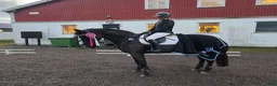 Dressyr hästar till salu: Fantastisk läromästare - Annons 6