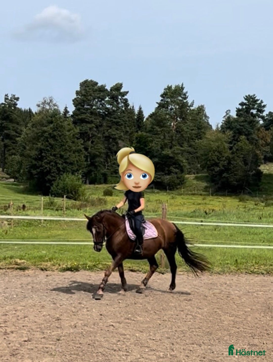 Övrigt hästar till salu: Vackert sto för promenadridning, avel, sällskap i Aneby - Annons 5