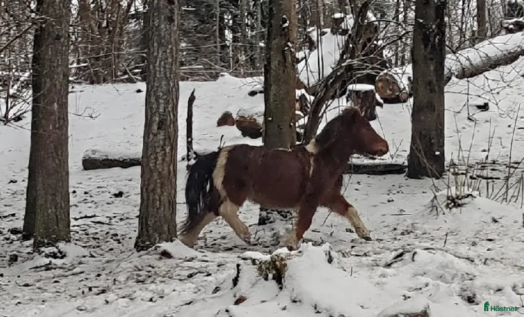 Allround hästar till salu: Amerikanskt miniatyr sto 7 år i Tjällmo - Annons 7