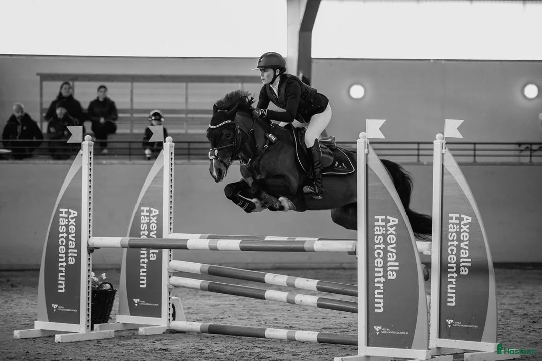 Hoppning hästar till salu: Mångsidig ponny med utstrålning!🌟 i Jörlanda - Annons 3