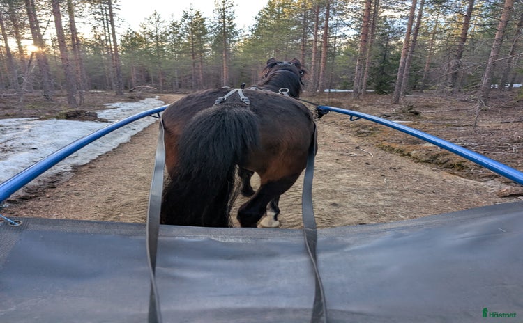  hästar i Bureå - Annons 8