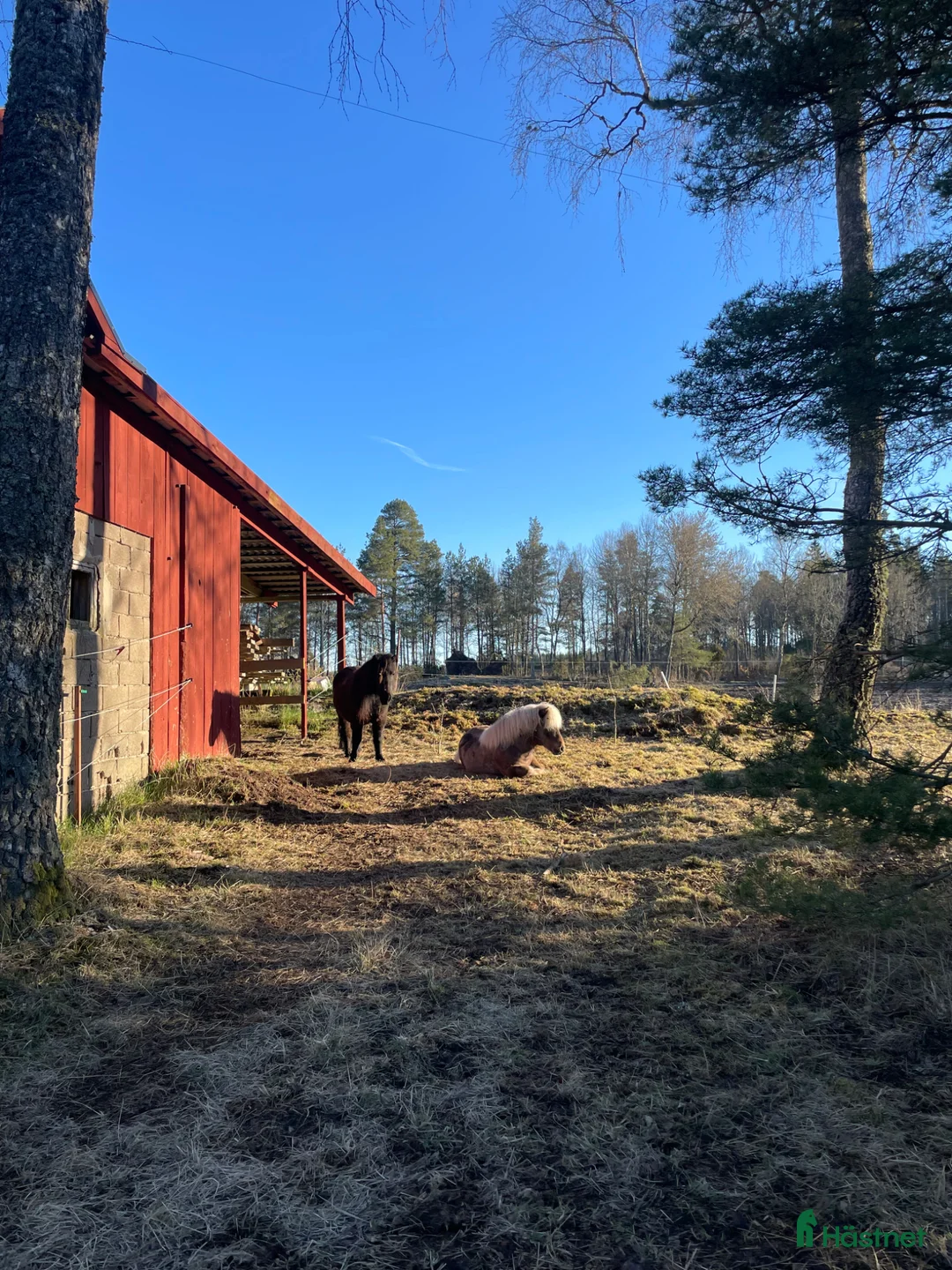  medryttarhäst finnes: Gillar du trickträning och jobba från marken? i Nossebro - Annons 2