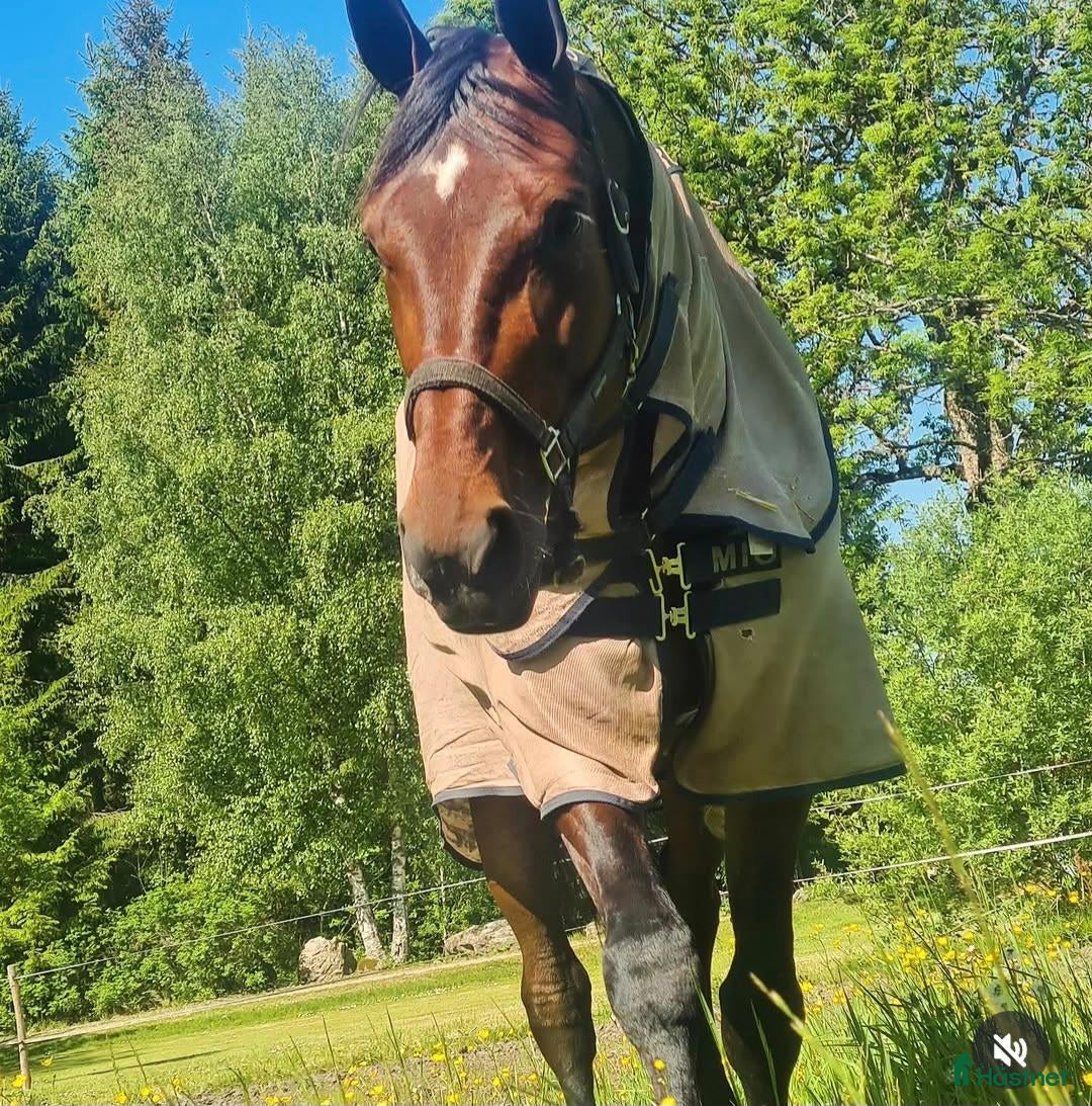  hästar Snäll och rolig ridtravare - Annons 5