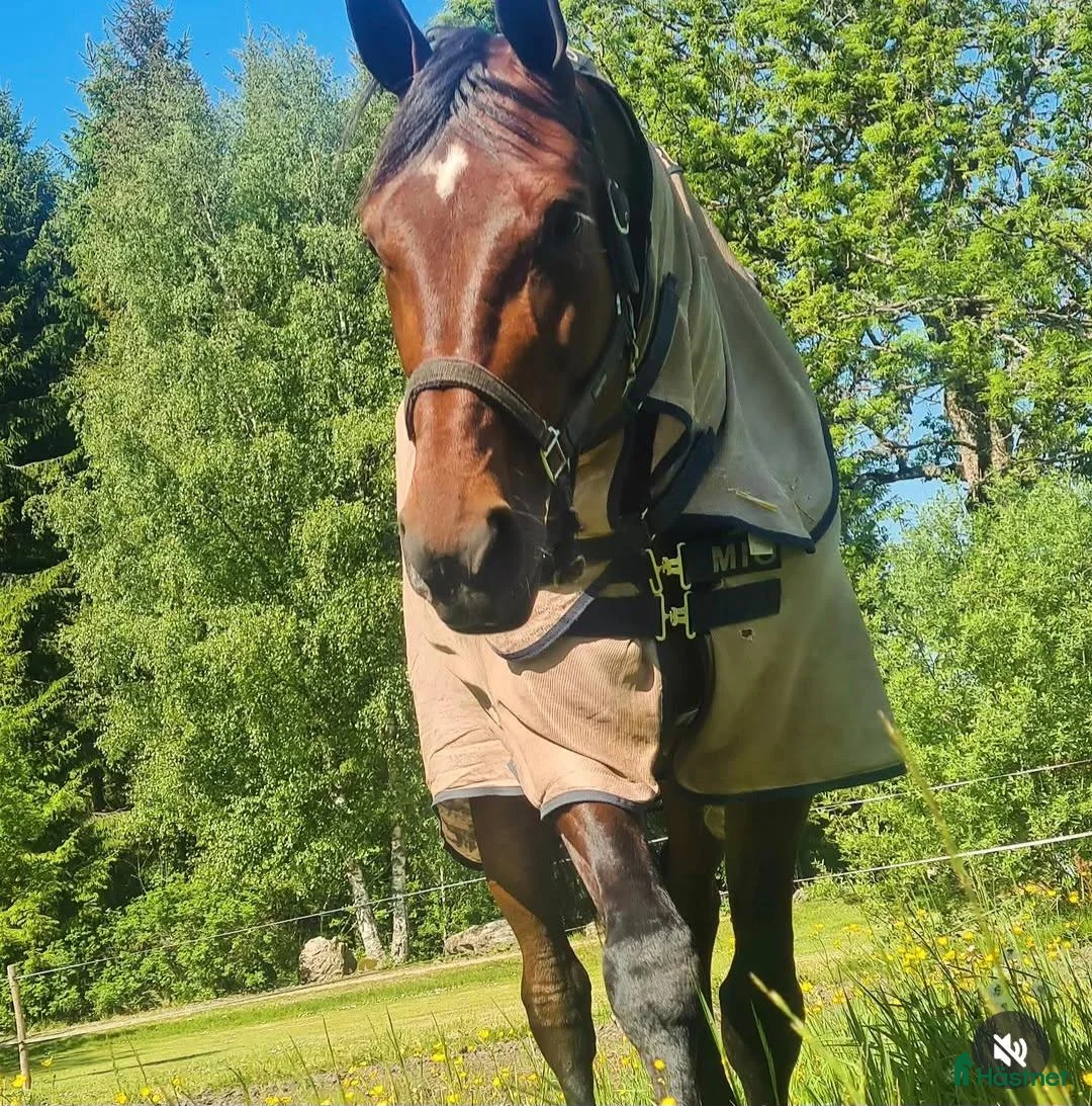 Allround hästar till salu: Snäll och rolig ridtravare - Annons 1