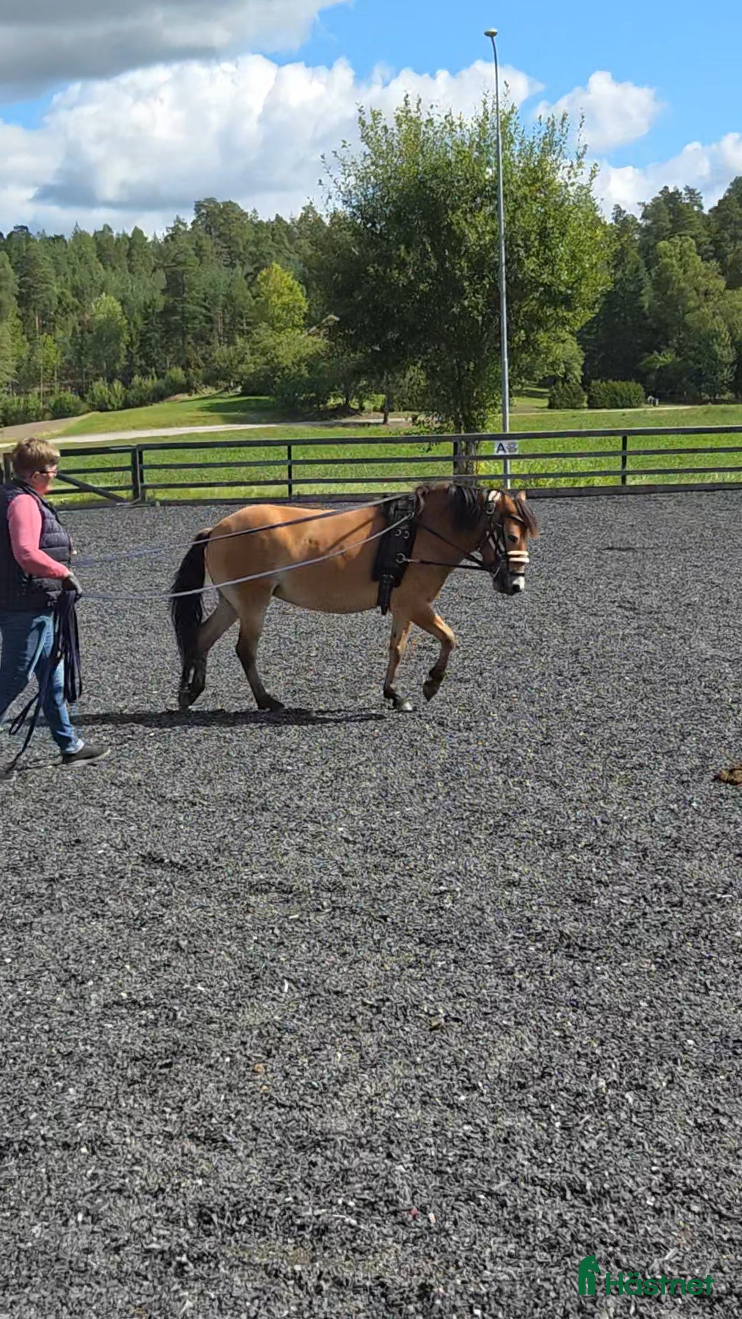 Allround hästar till salu: *Sänkt pris* Russto f. 2020, ca 122 cm i Gusum - Annons 4
