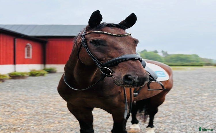  hästar i Bålsta - Annons 4