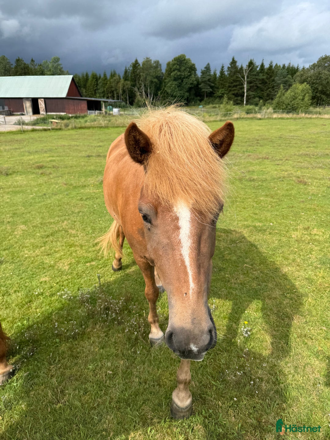 Island hästar till salu: Gullan - barnbarn till en 🌟!! i Skånes Fagerhult - Annons 5