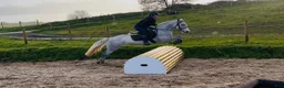 Hoppning hästar till salu: Jumping pony - Annons 11