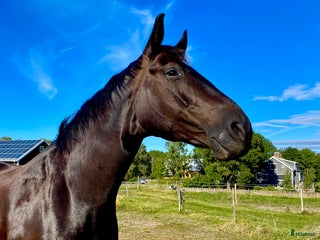 hästar i Örsundsbro - Annons 6