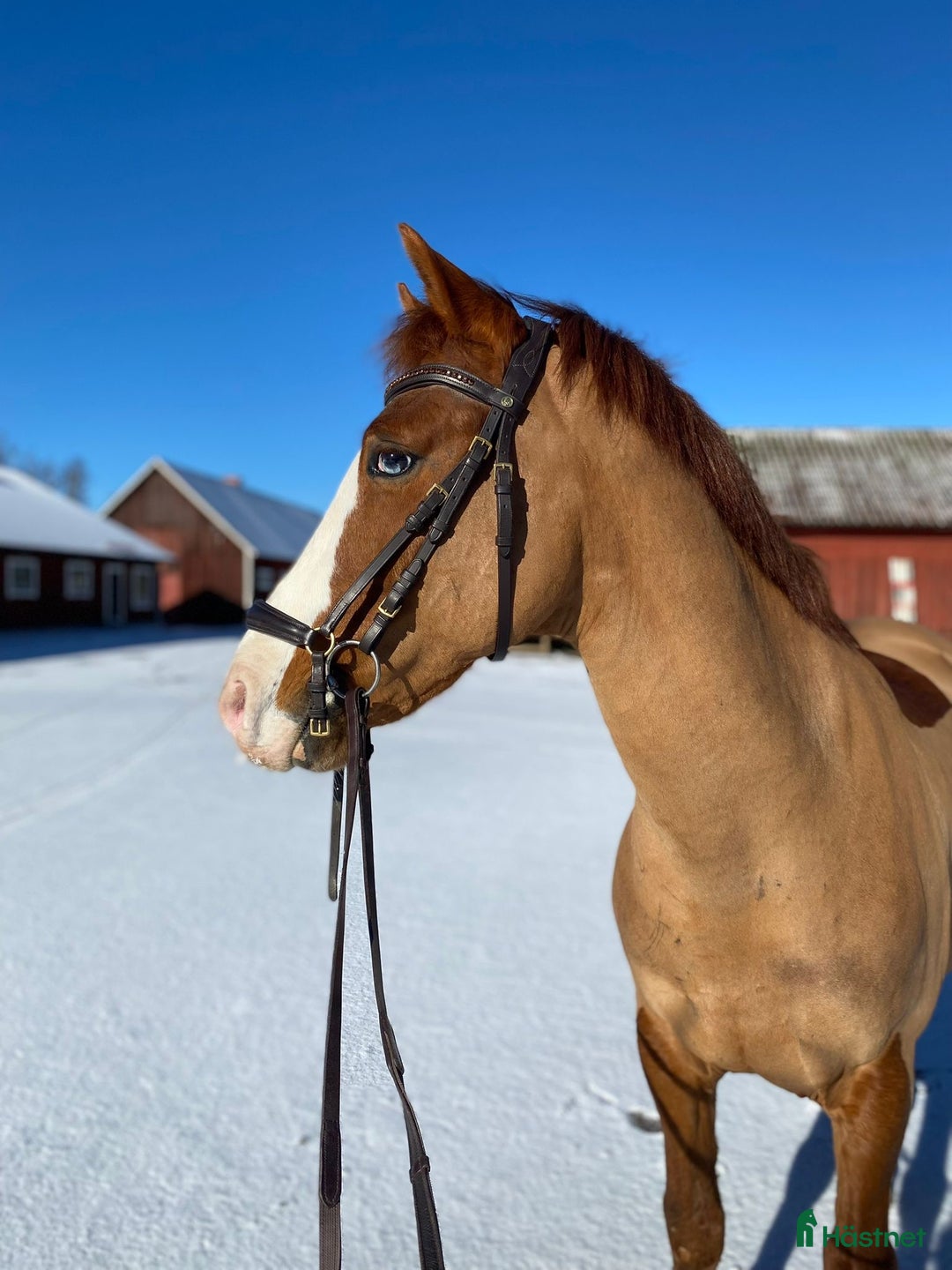 Allround hästar till salu: Härlig kompis i Mariestad - Annons 4